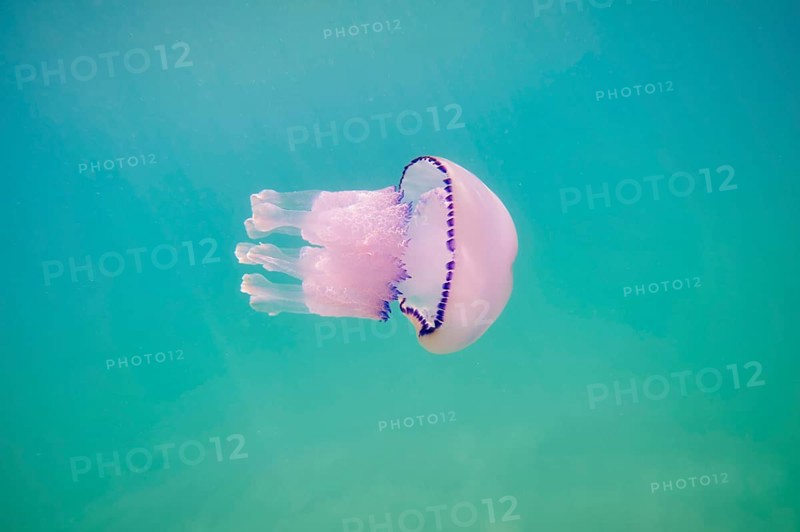 Jellyfish