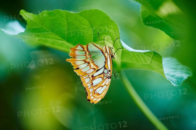 Malachite butterfly