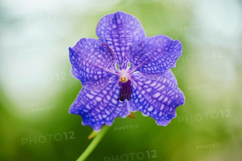 Vanda Robert's Delight orchid