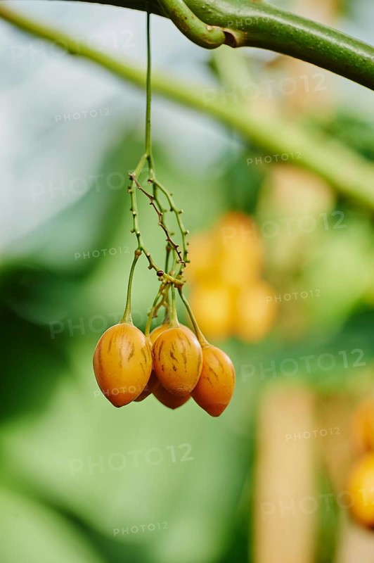 Tree tomato