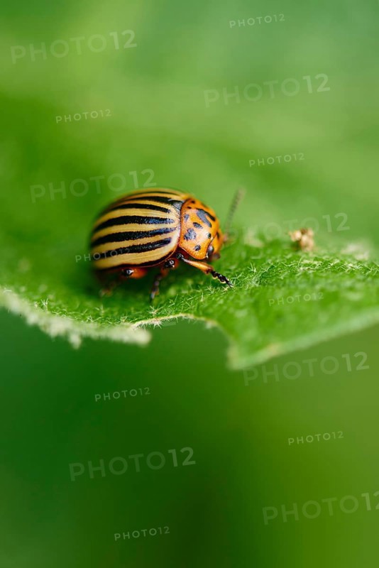 Colorado potato beetle