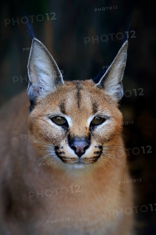 Caracal