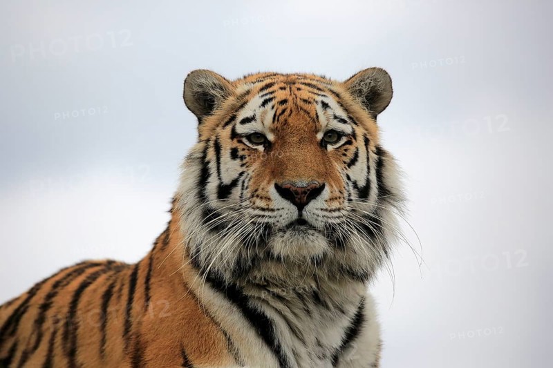 Bengal tiger
