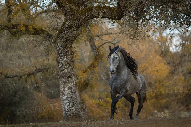 Young P.R.E. stallion
