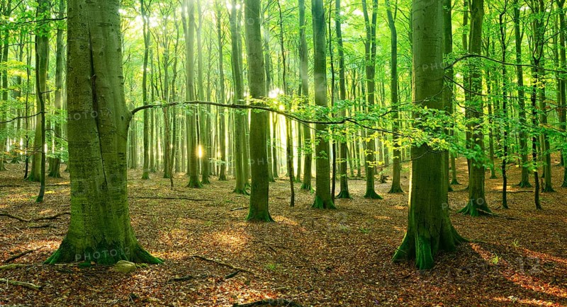 Sunny hall like natural beech forest