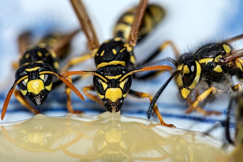 German wasps