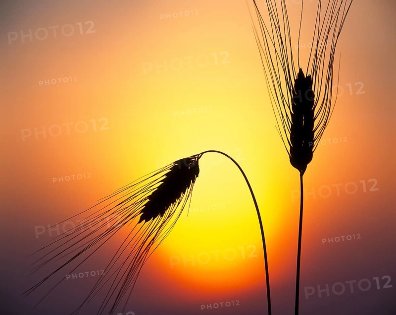 Ears of Barley