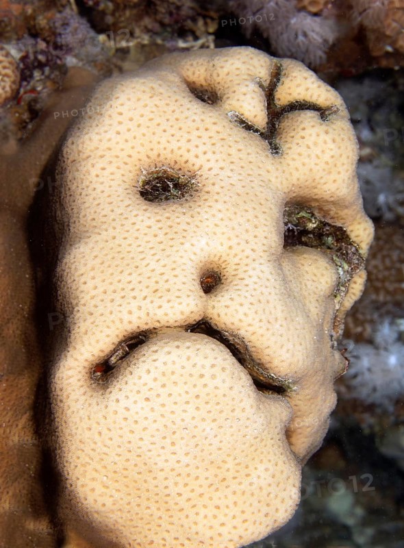Grimace on stony coral
