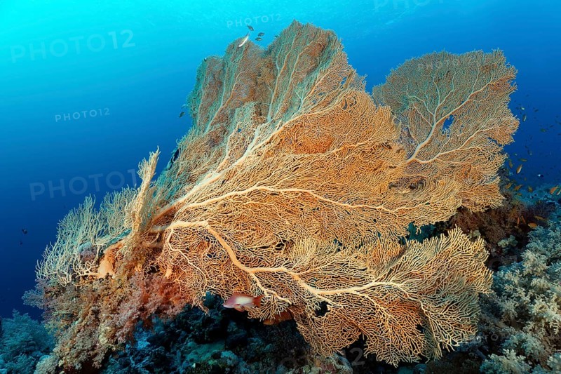 Gorgonian fans