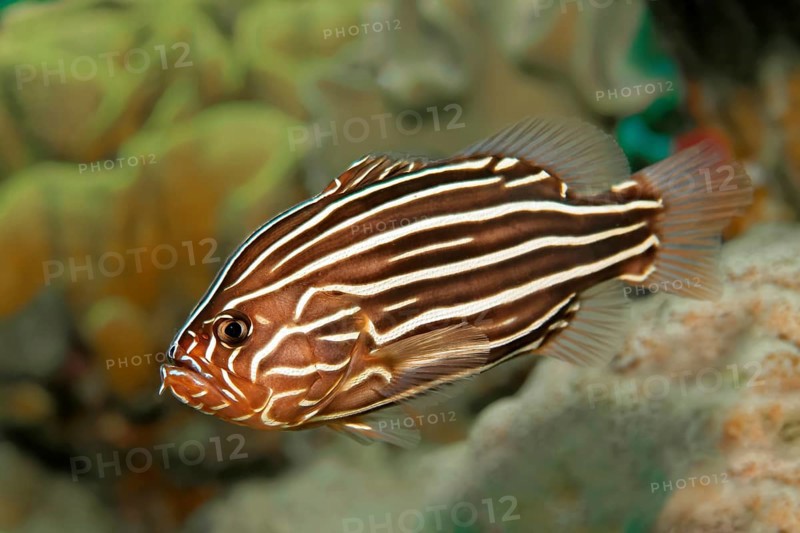 Six-lined soapfish