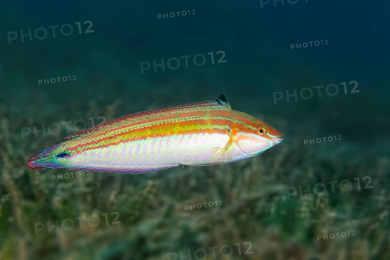 Spottail coris