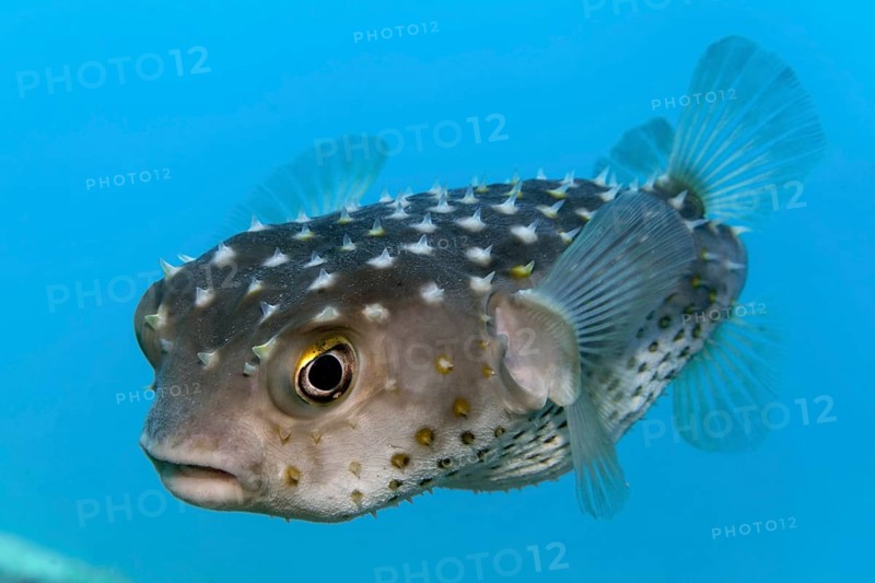 Spotbase burrfish