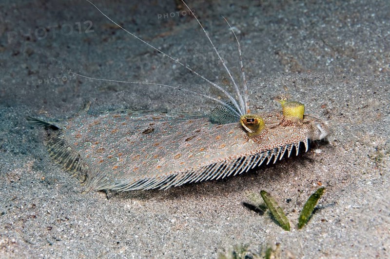 Leopard flounder