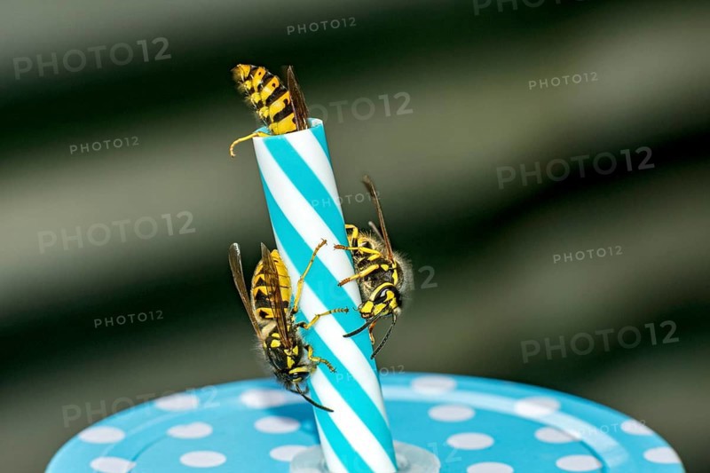 German wasps