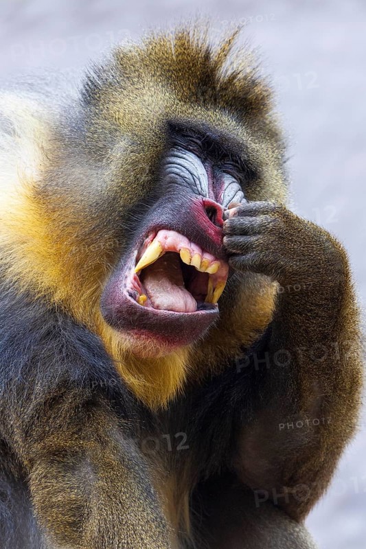Mandrill