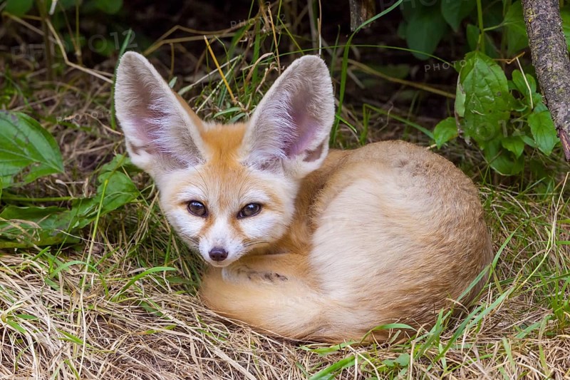 Fennec fox