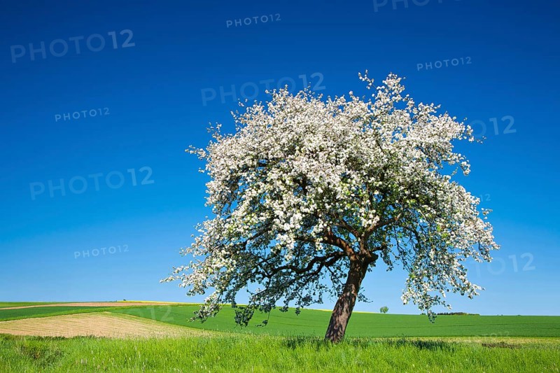 Cherry tree