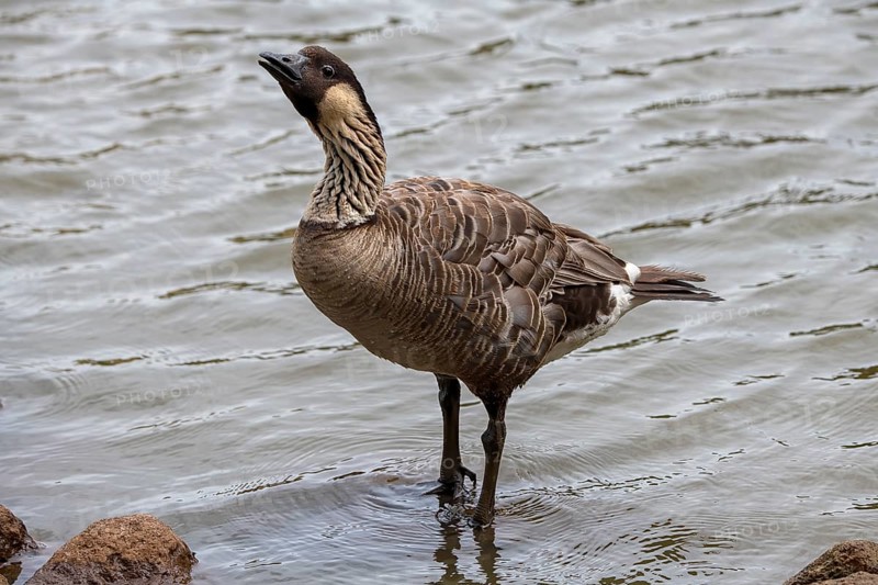 Hawaiian Goose