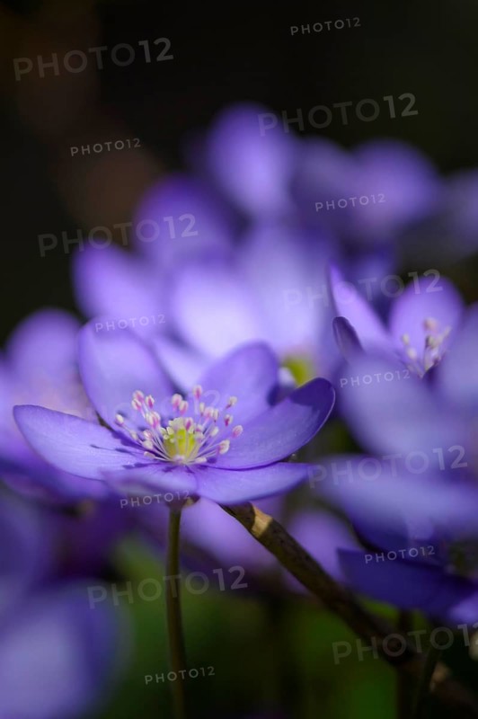 Blue Liverwort