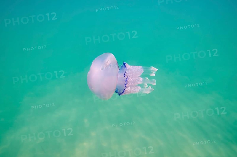 Dustbin-lid jellyfish