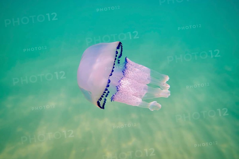 Dustbin-lid jellyfish