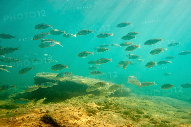 school of fish