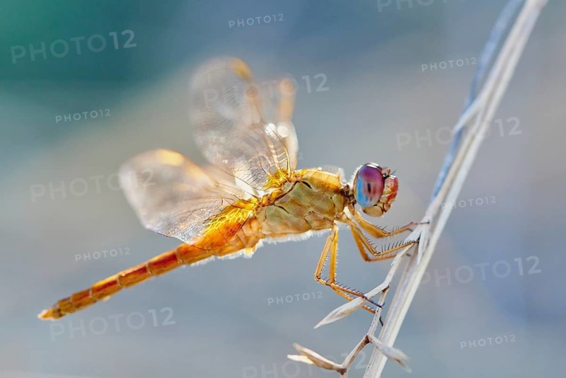 Red-veined darter