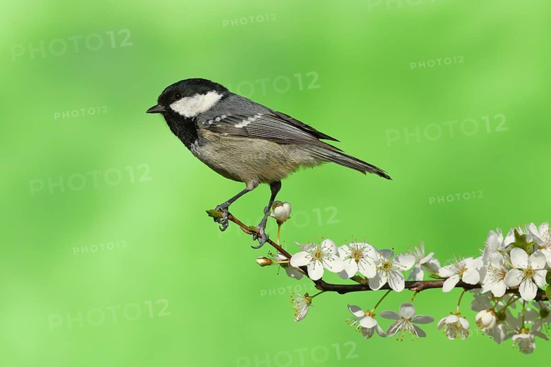 Coal tit
