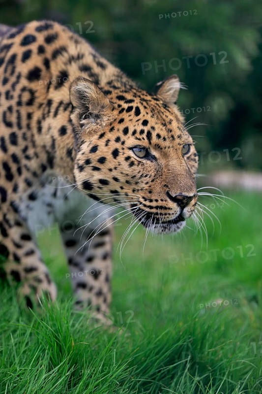 Amur leopard