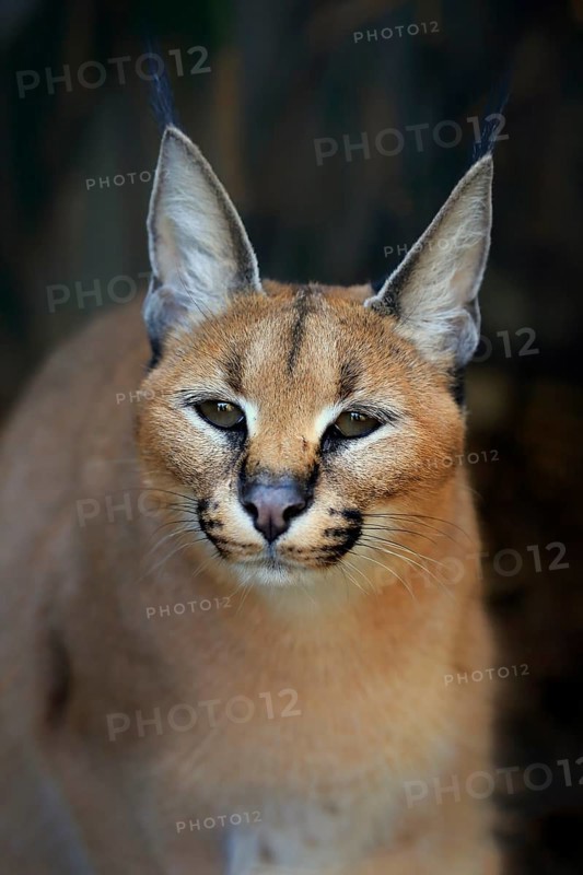 Caracal
