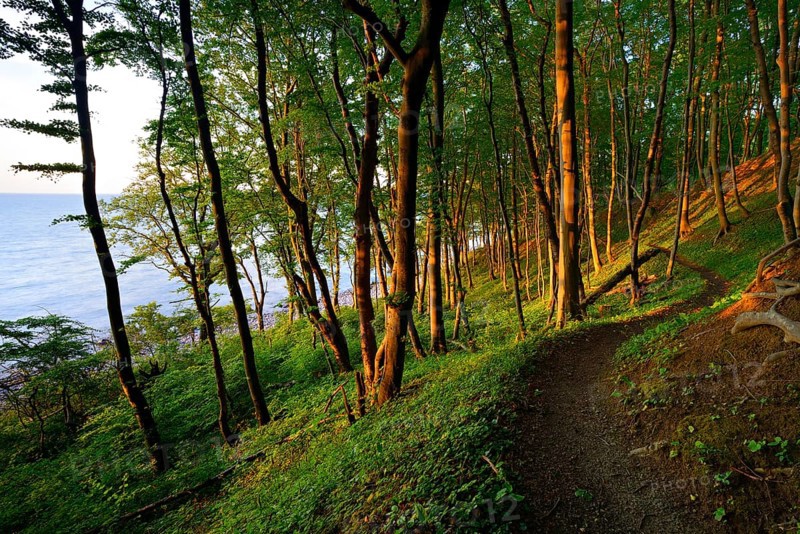 Narrow hiking trail through beech forest on the coast of the Baltic Sea in the warm light of the evening sun