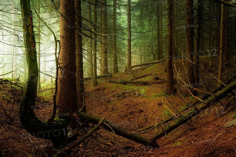 Mysterious dense spruce forest with fog