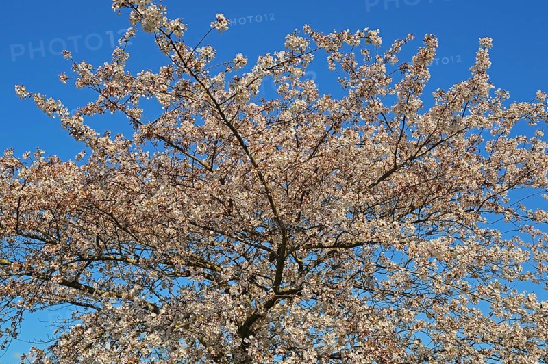 Flowering ornamental cherry