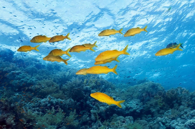 Swarm Golden Goatfish