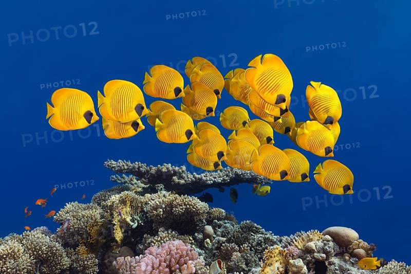 Swarm Bluecheek butterflyfishes