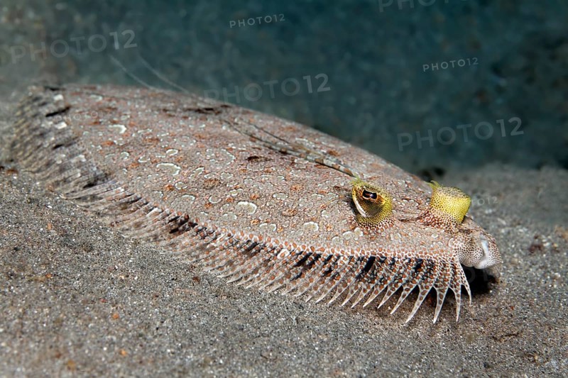 Leopard flounder