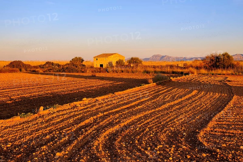 Field in the evening light