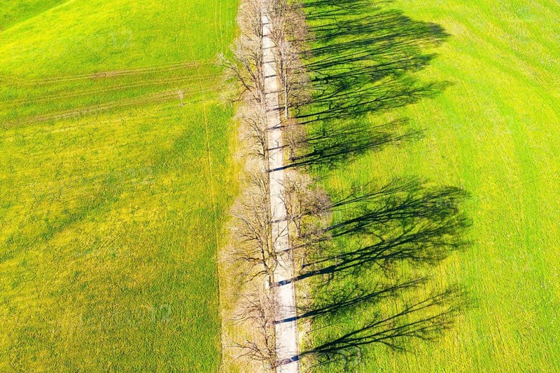 Shadow of avenue in a meadow