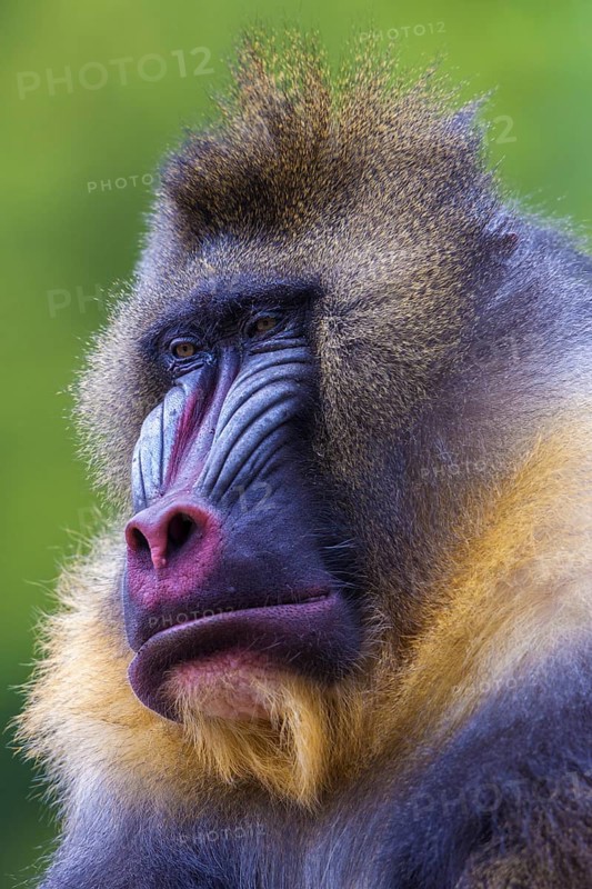 Mandrill