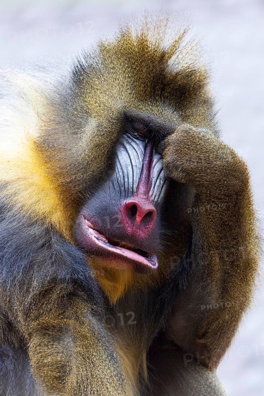 Mandrill