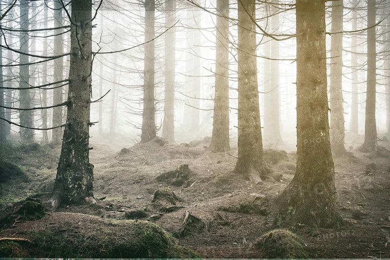 Spruce forest