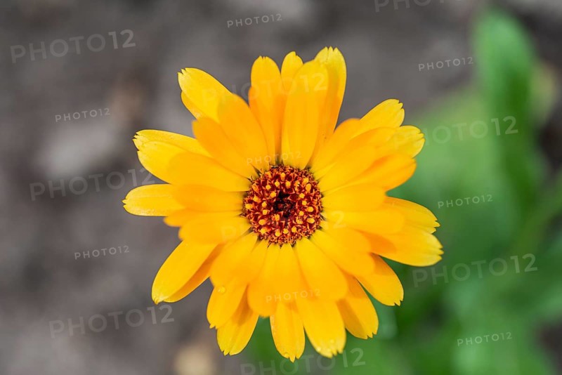 Tickseeds