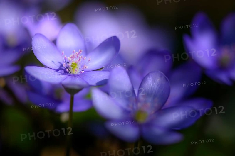 Blue Liverwort