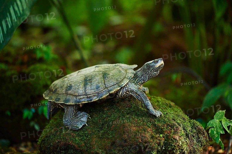 Red-eared slider