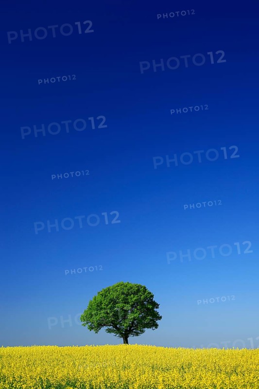 Cultural landscape in spring