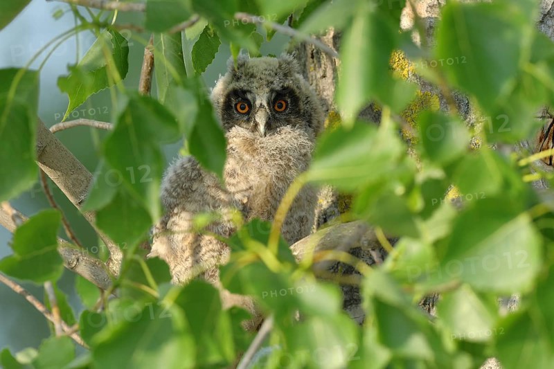 Long-eared owl