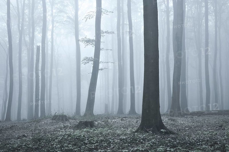 Beech forest in dense fog