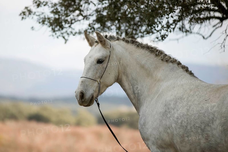 Andalusian horse