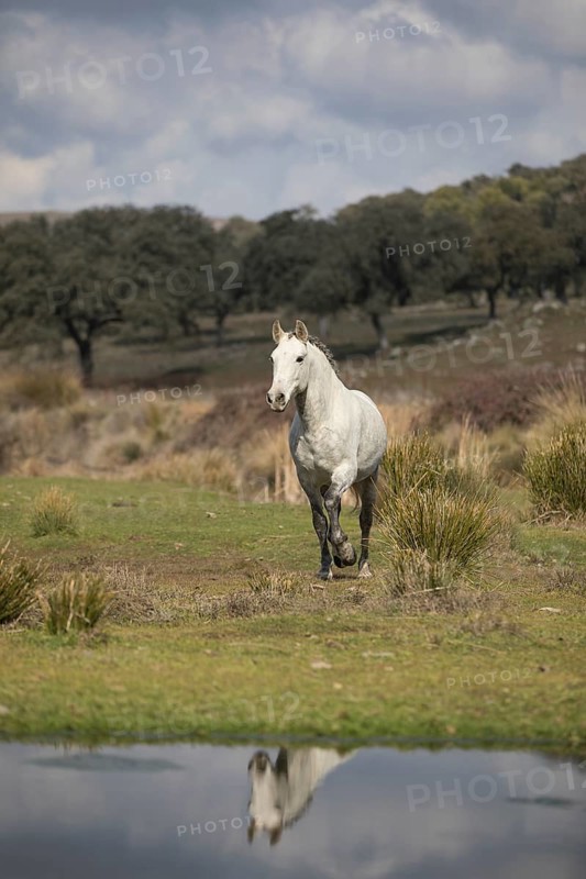 Andalusian horse