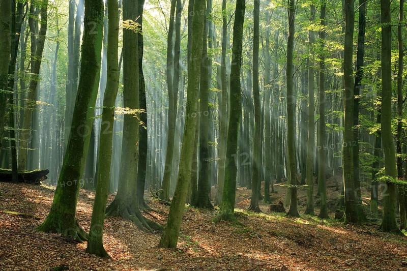 Beech forest in the warm light of the morning sun